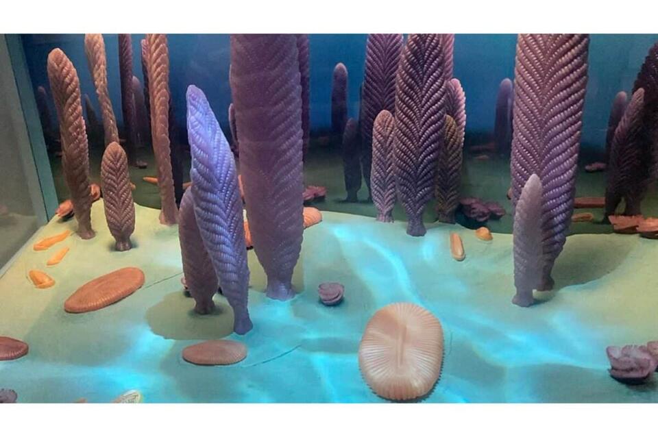 Earth’s First Animals Were Wildly Weird
