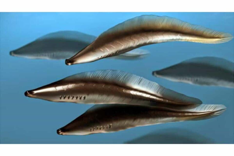 Earth’s First Animals Were Wildly Weird