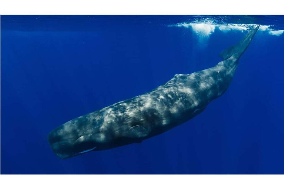 Earth’s First Animals Were Wildly Weird