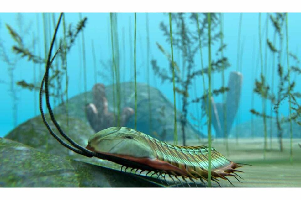 Earth’s First Animals Were Wildly Weird