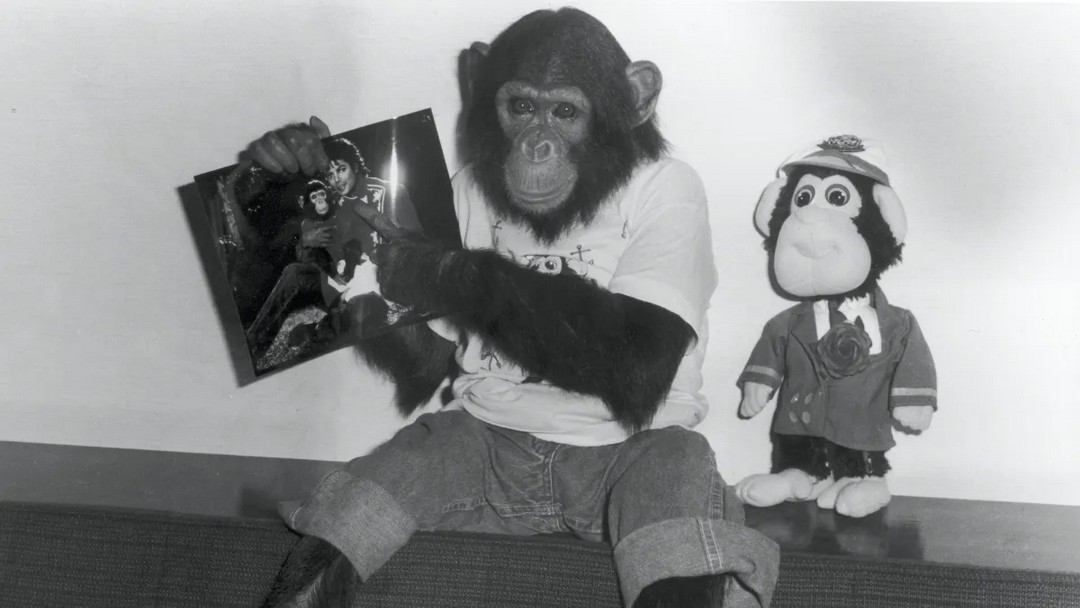 Bubbles the Chimp Is Living His Best Life