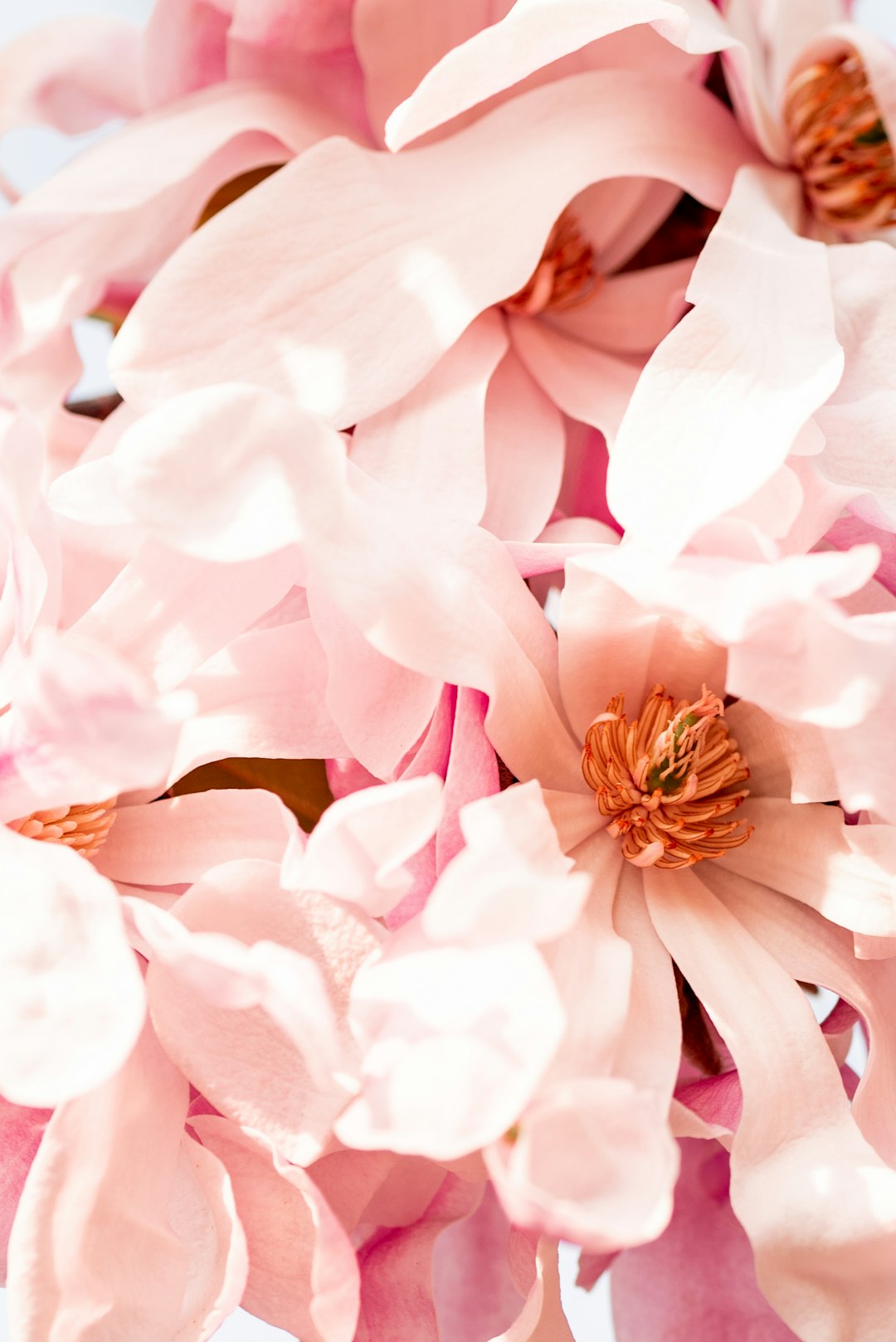 Anyone got a recommendation for magnolia-scented perfume?