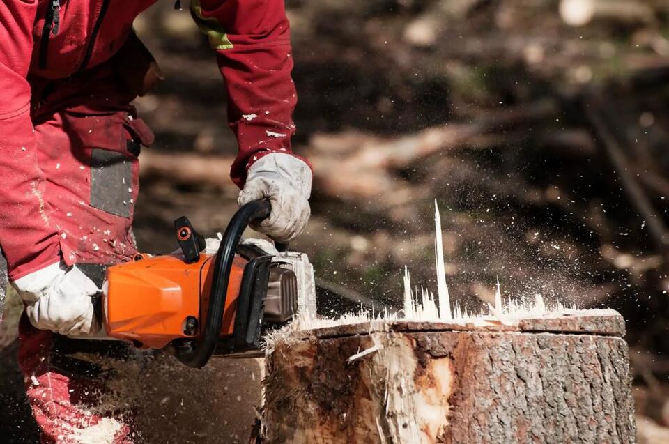 Why saving old trees matters more than you think