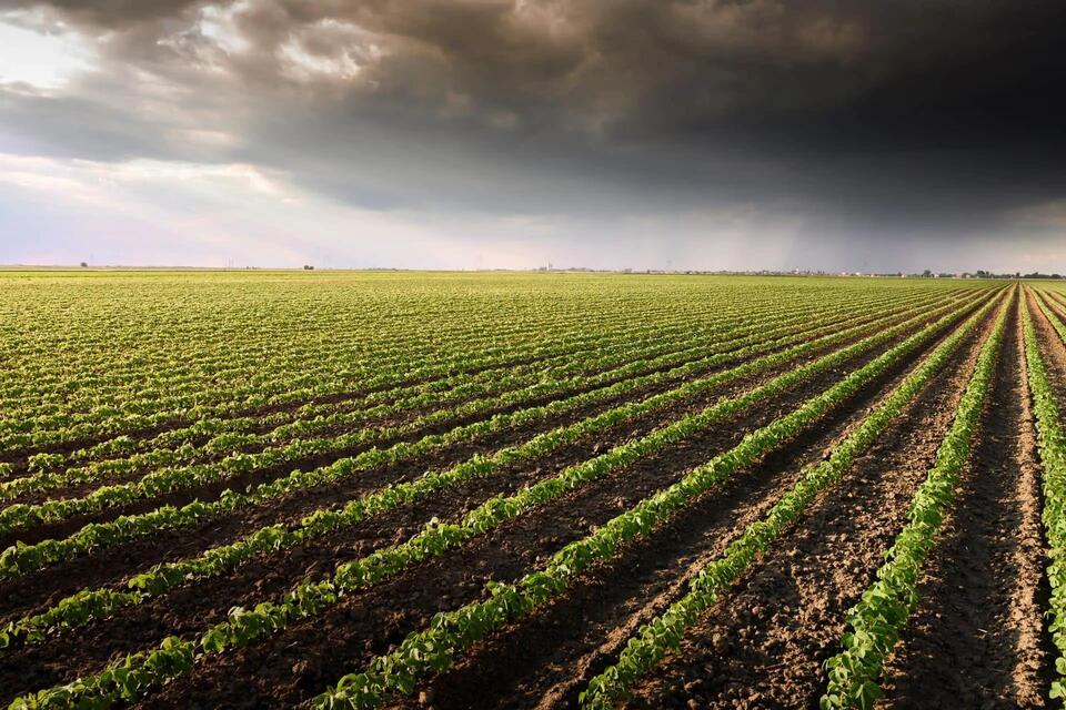 Why Your Salad Costs More: Herbicide Drama