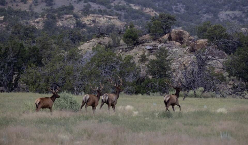 Inside New Mexico’s wild $115M mega-ranch sale