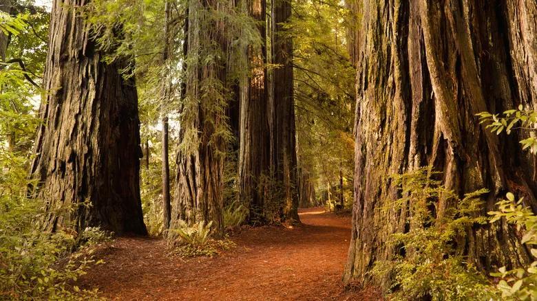 Why Eureka is California’s best-kept secret