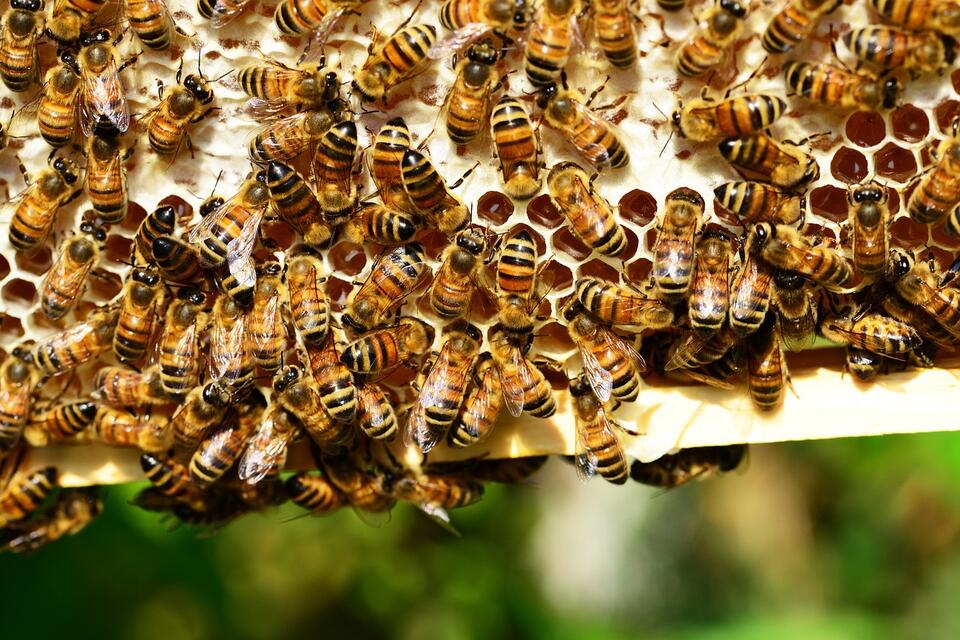 Honey vs. Sugar: Which Is Actually Healthier?