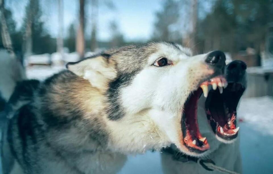 Rabies risk rises: Oklahoma’s summer surge
