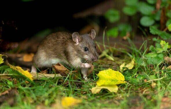 This Kitchen Staple Sends Rats Packing
