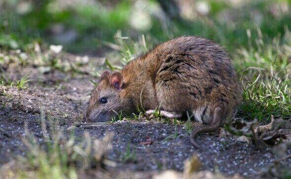 This Kitchen Staple Sends Rats Packing