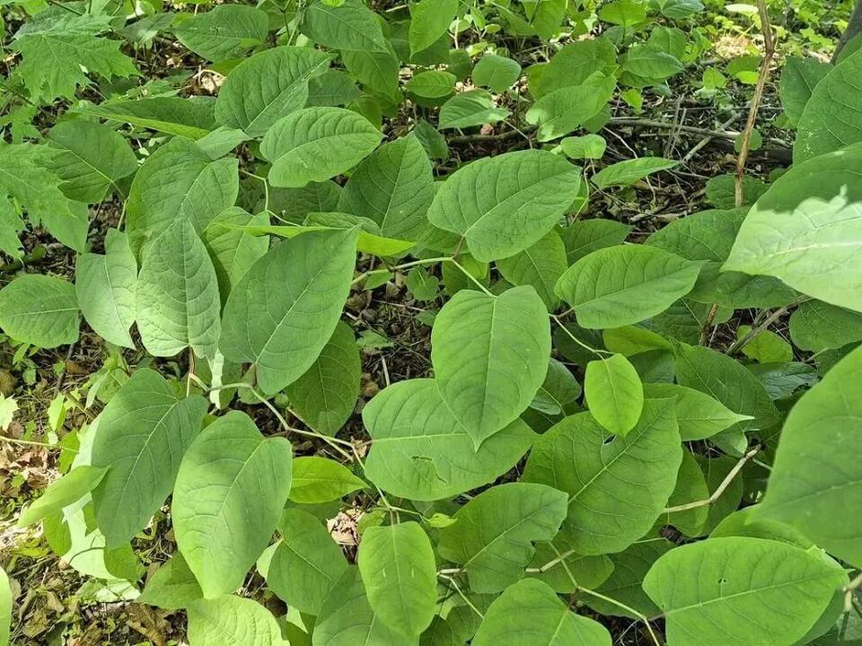 This Weed Is Basically a Backyard Villain