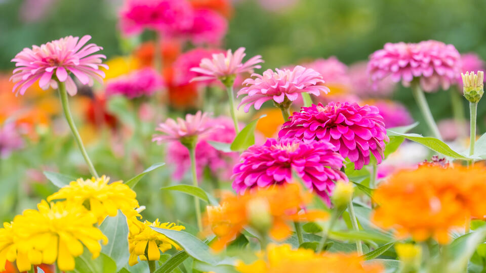 Never Buy Zinnia Seeds Again!