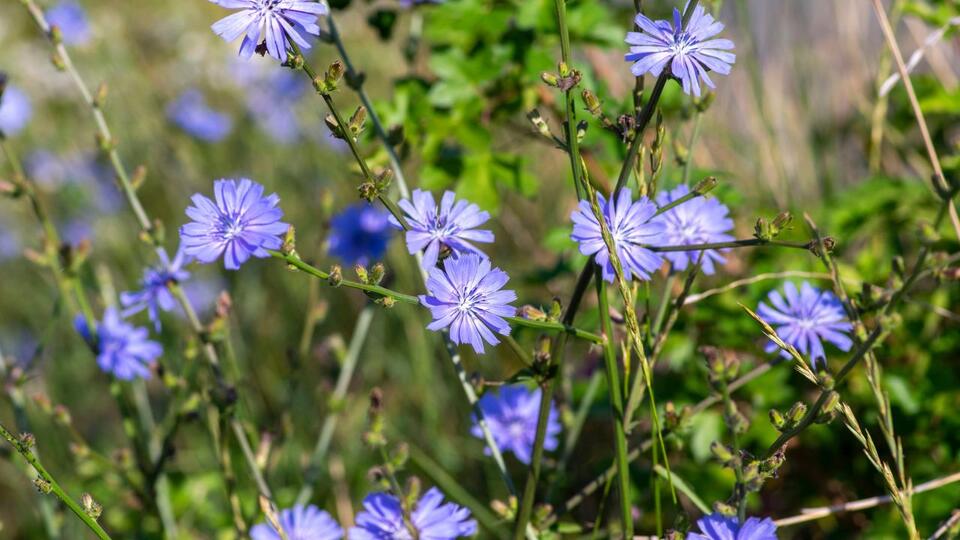 Plants That Secretly Supercharge Your Soil
