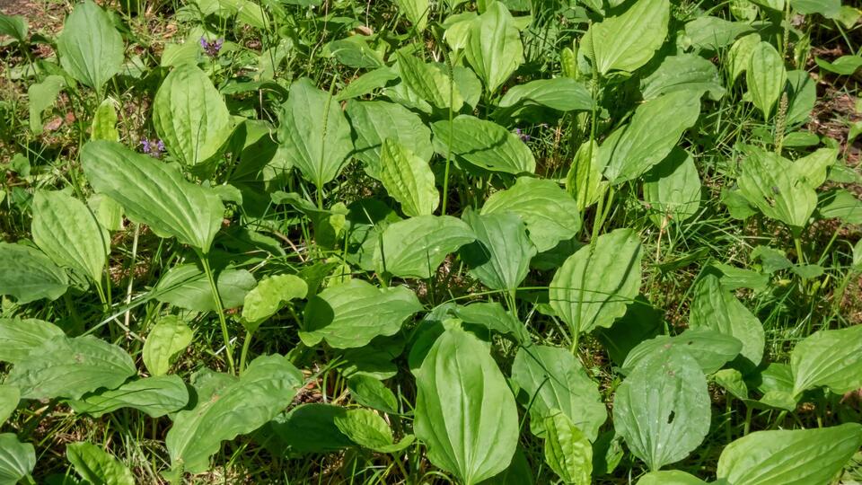Plants That Secretly Supercharge Your Soil