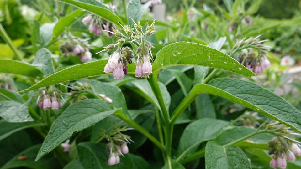Plants That Secretly Supercharge Your Soil