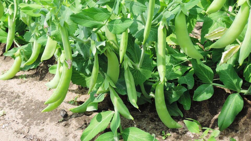 Plants That Secretly Supercharge Your Soil