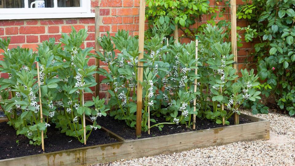 Plants That Secretly Supercharge Your Soil