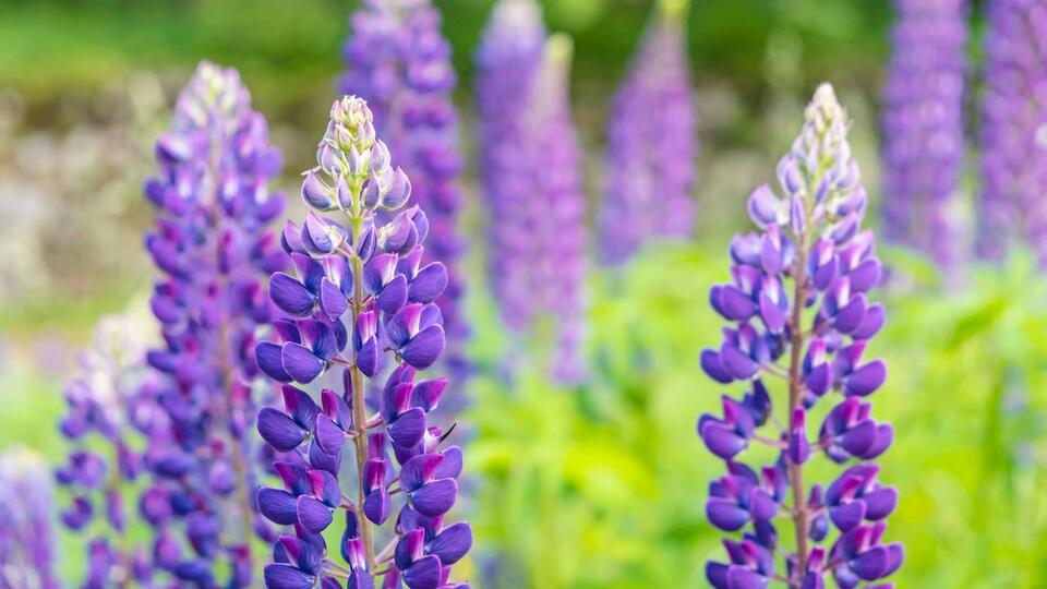 Plants That Secretly Supercharge Your Soil