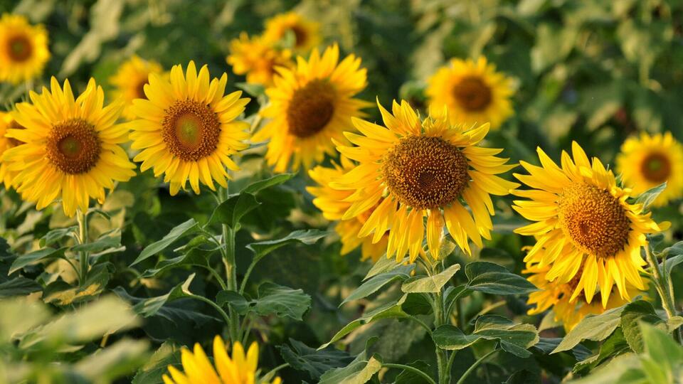 Plants That Secretly Supercharge Your Soil
