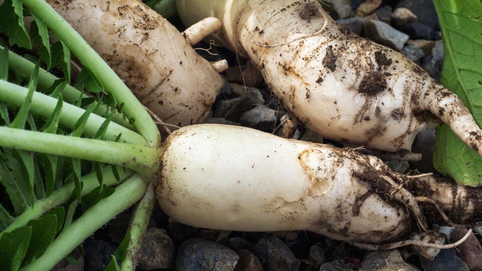 Plants That Secretly Supercharge Your Soil
