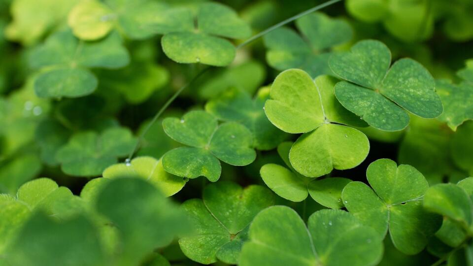 Plants That Secretly Supercharge Your Soil