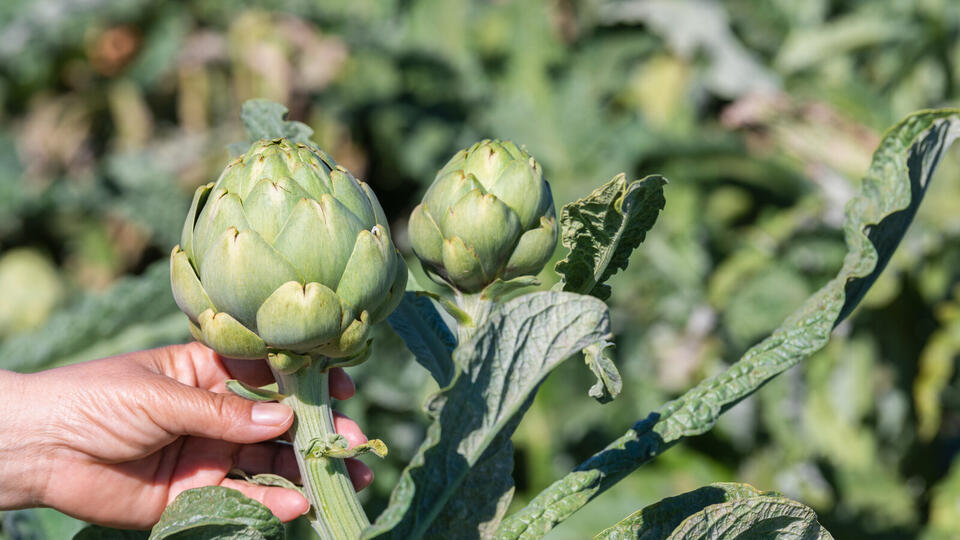Plants That Secretly Supercharge Your Soil