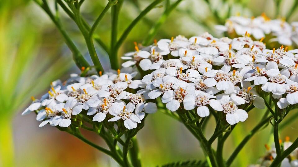 Plants That Secretly Supercharge Your Soil