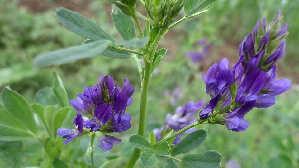 Plants That Secretly Supercharge Your Soil