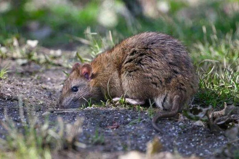 Vinegar: The Secret Rat Repellent?