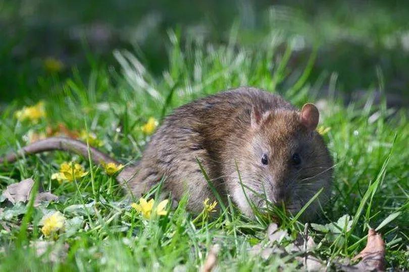 Vinegar: The Secret Rat Repellent?