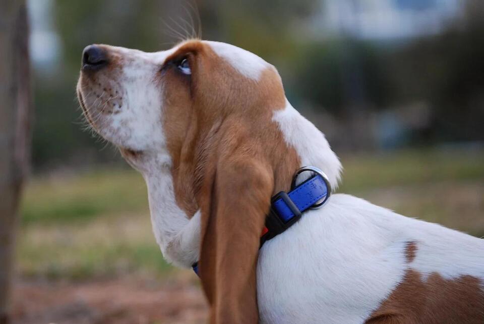 10 Dog Breeds Perfect for Water Signs