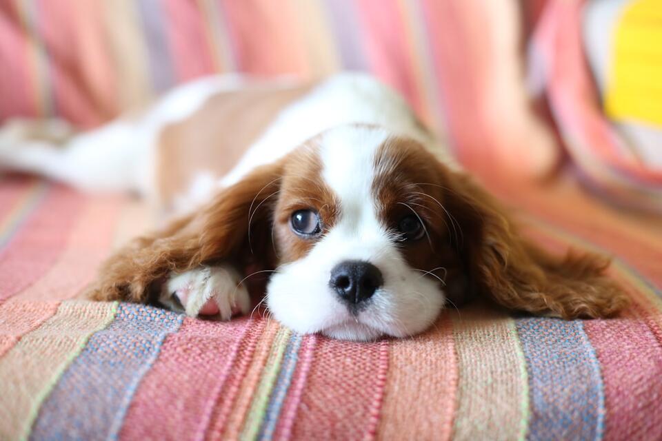 10 Dog Breeds Perfect for Water Signs