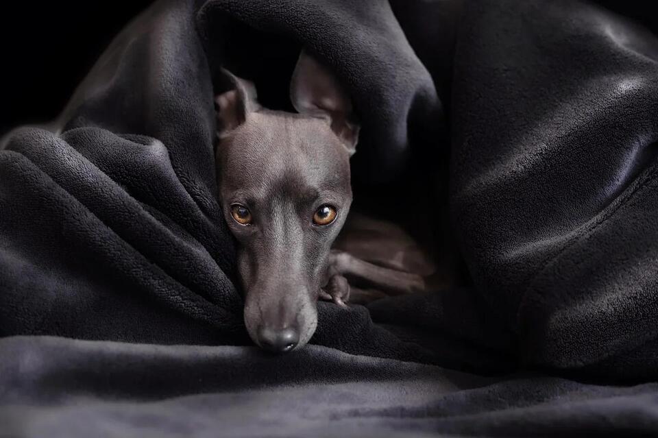 10 Dog Breeds Perfect for Water Signs