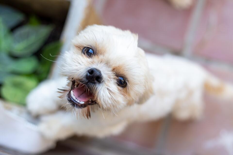 10 Dog Breeds Perfect for Water Signs