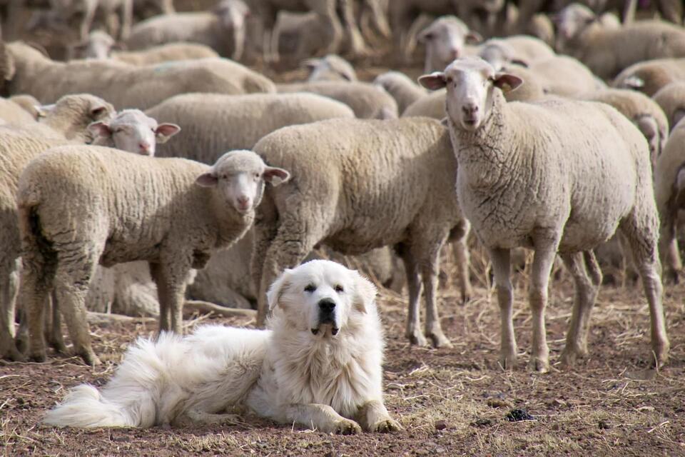 10 Dog Breeds Perfect for Water Signs