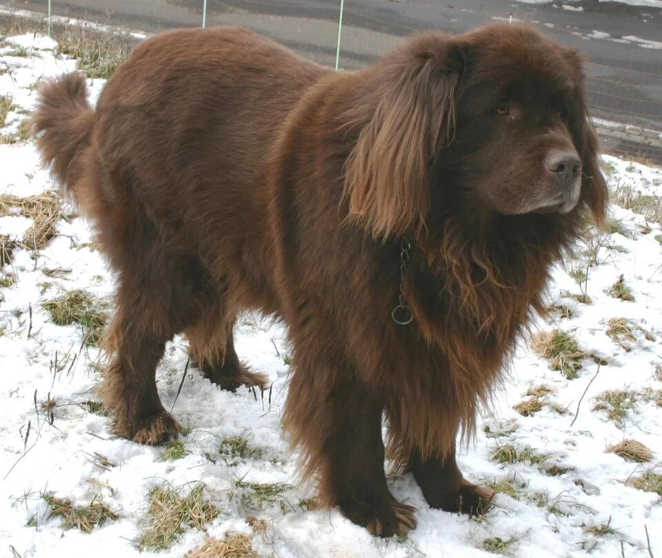 10 Dog Breeds Perfect for Water Signs