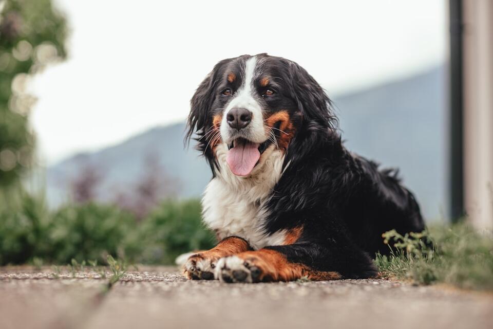 10 Dog Breeds Perfect for Water Signs