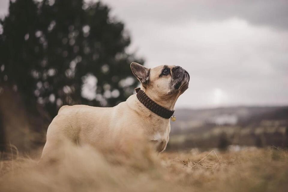 10 Dog Breeds Perfect for Water Signs