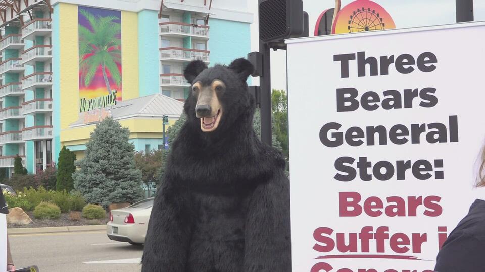 Pigeon Forge divided over bears at local store