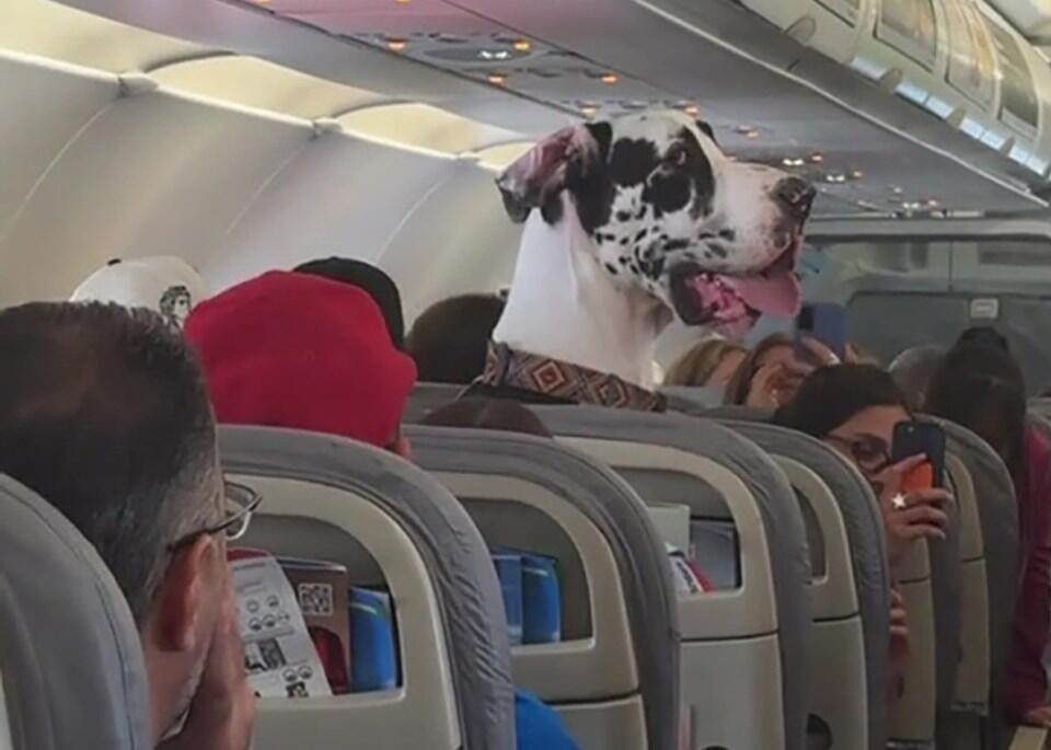This Great Dane Was the Star of the Flight