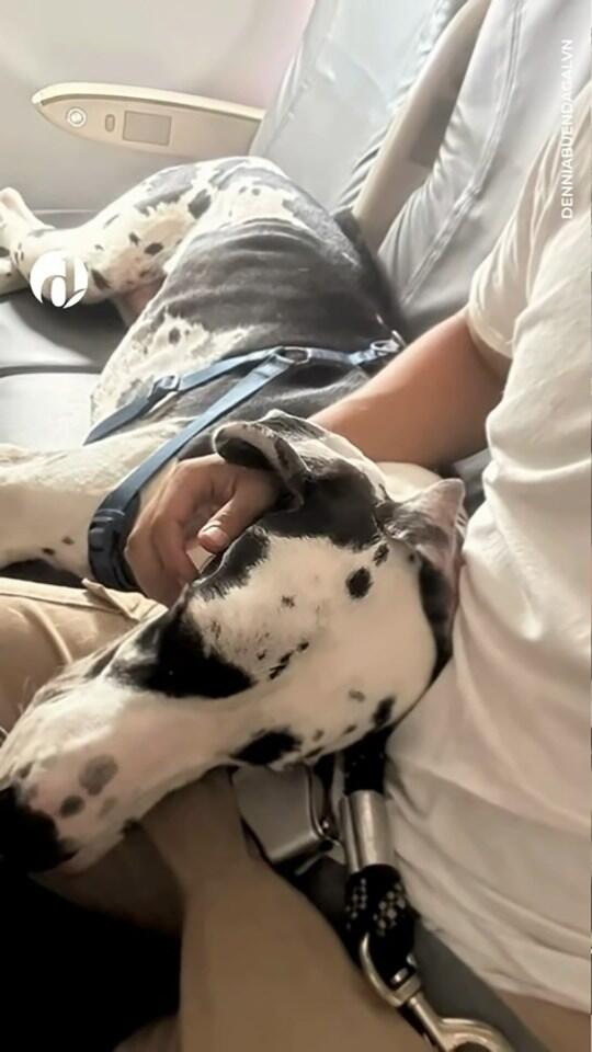 This Great Dane Was the Star of the Flight