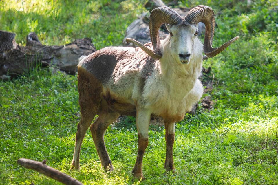 A cloned mountain sheep finds sanctuary in Syracuse
