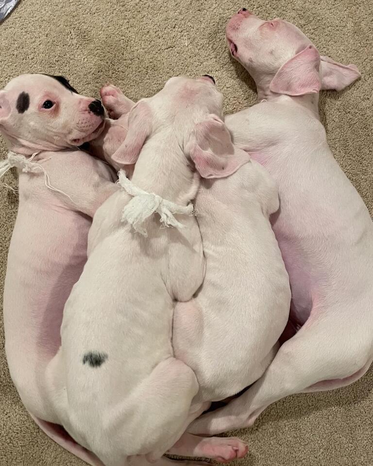 Atlanta’s surprise puppy rescue warms hearts