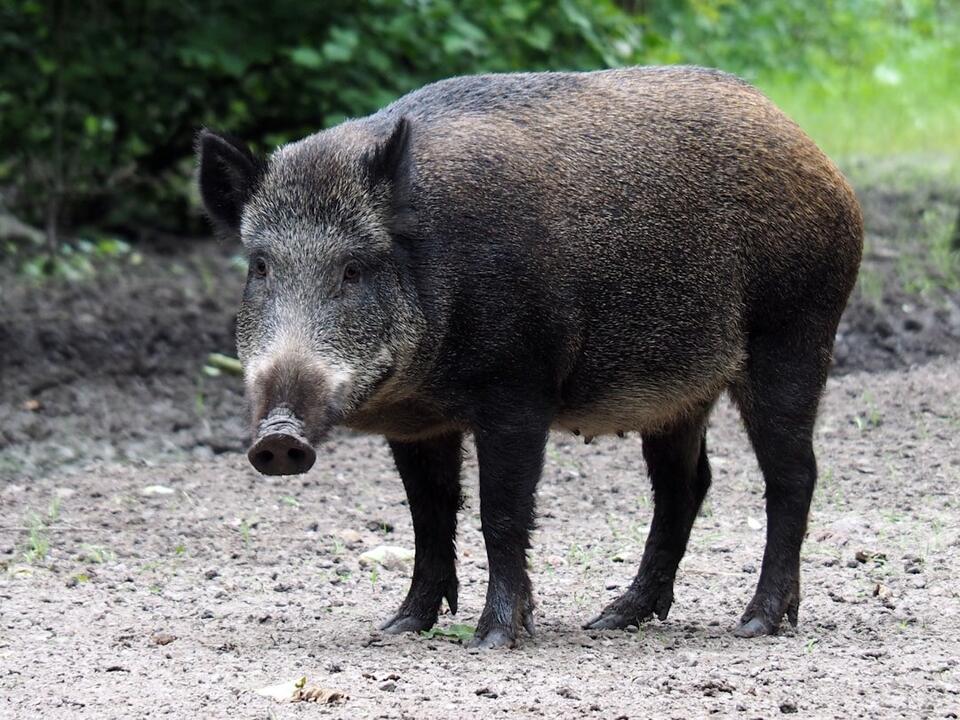 Why wild pigs in California are turning blue