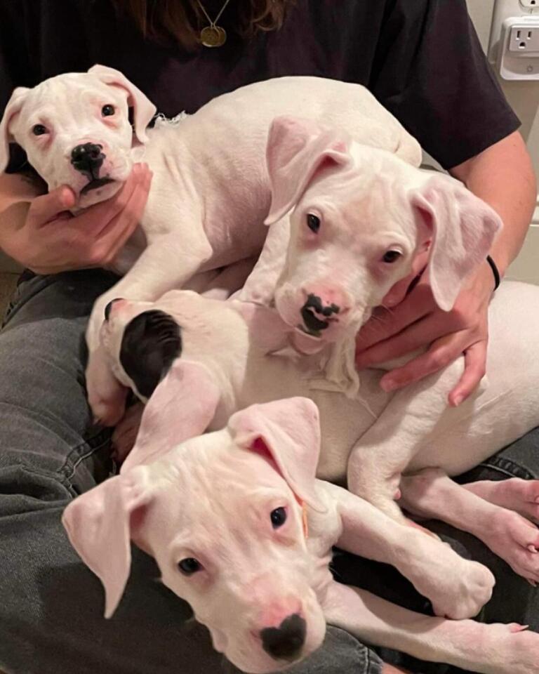 Atlanta’s surprise puppy rescue warms hearts