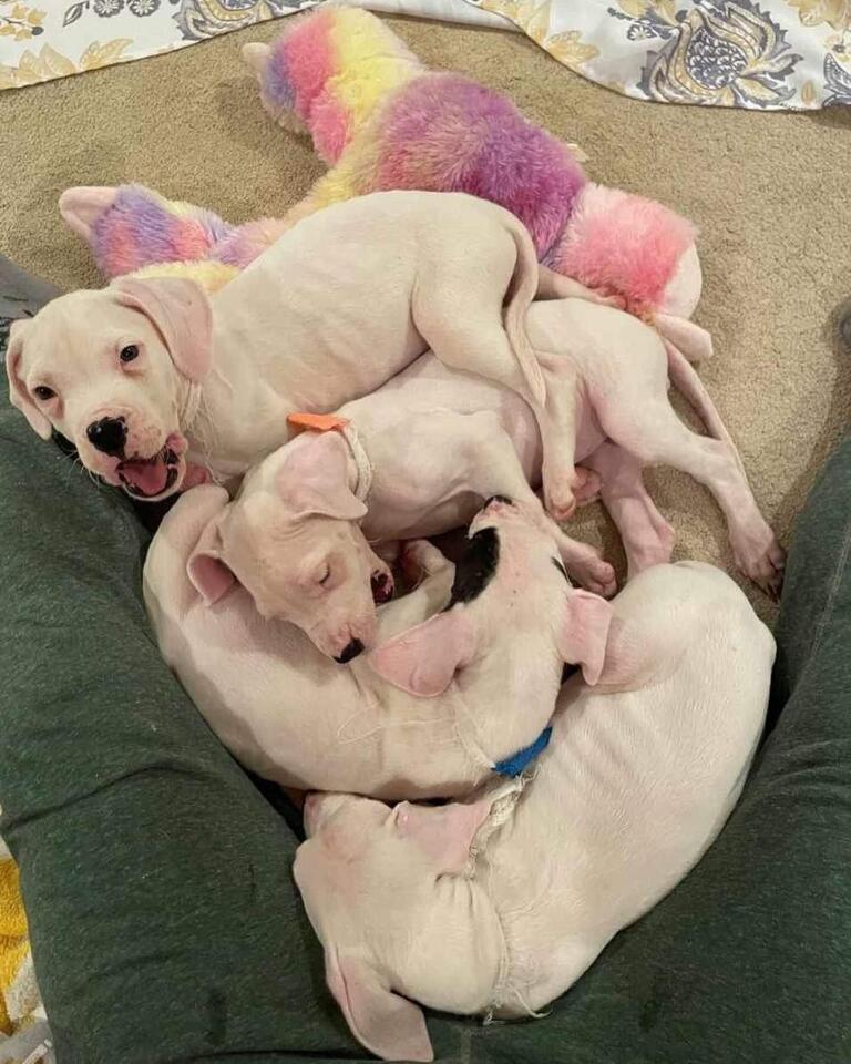 Atlanta’s surprise puppy rescue warms hearts