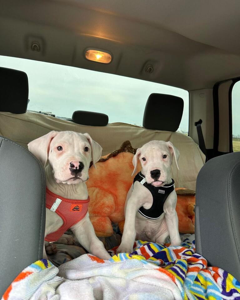 Atlanta’s surprise puppy rescue warms hearts