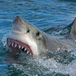 Shark DNA Mystery Just Got Wilder