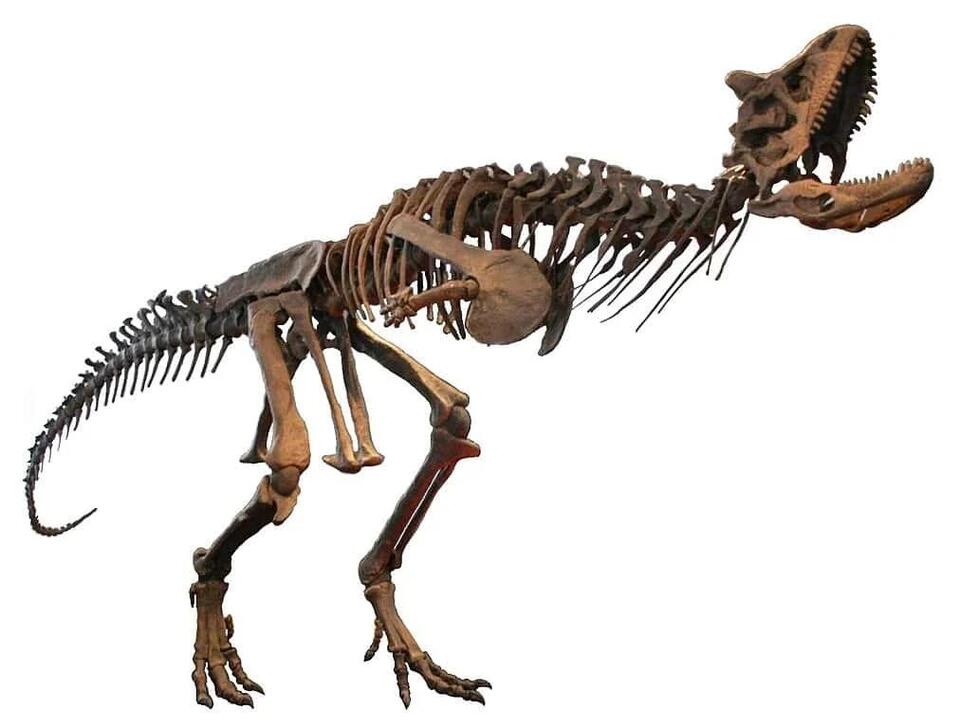 Jurassic T-Rex Twin Found in Asia?!