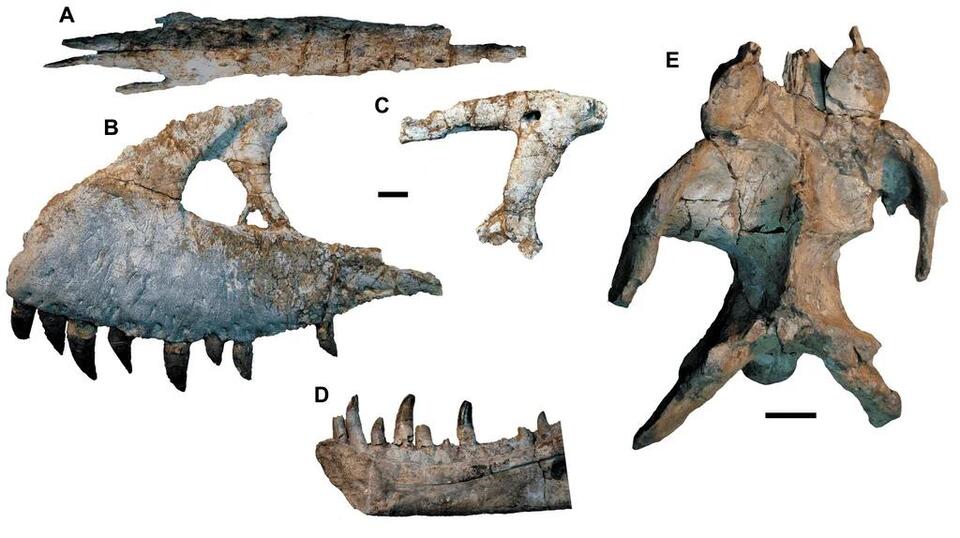Jurassic T-Rex Twin Found in Asia?!